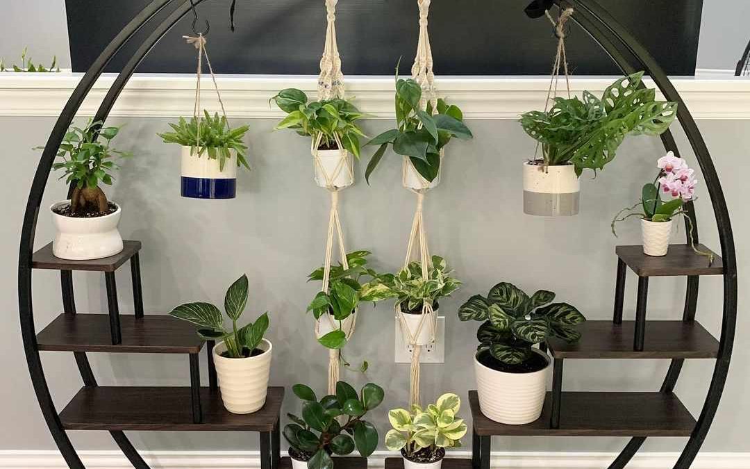 Decorative Home Plants