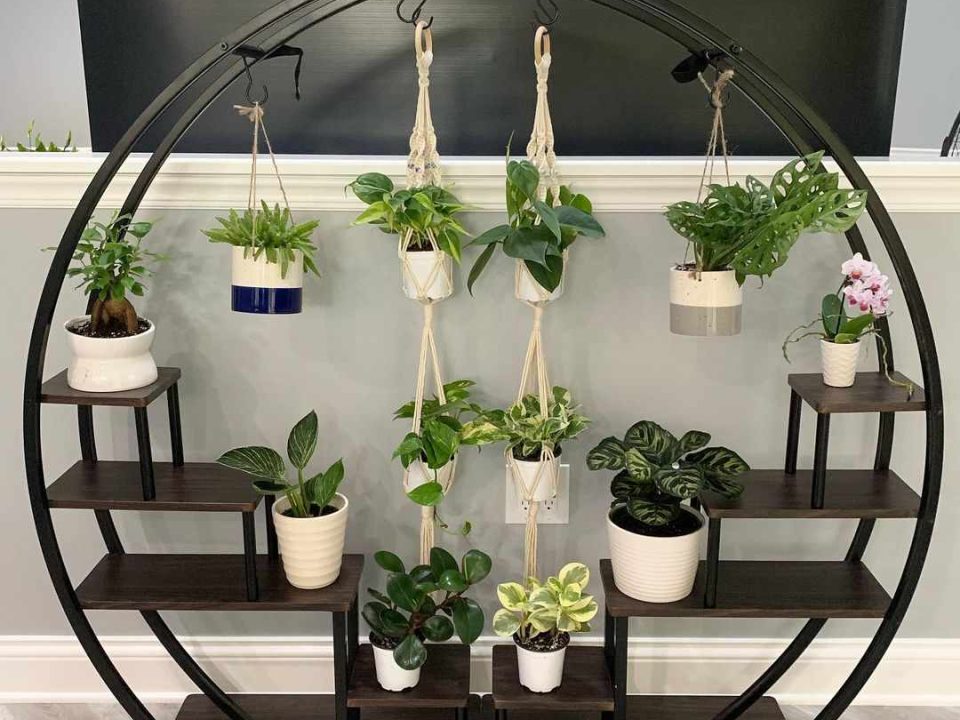 Decorative Home Plants