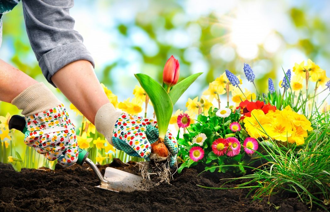 Garden Care Services in Jaipur