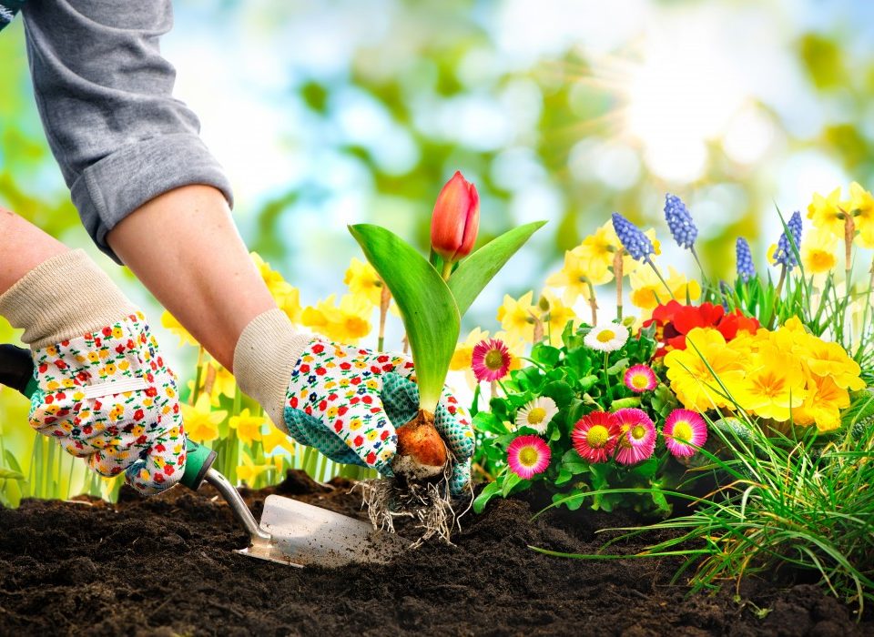 Garden Care Services in Jaipur