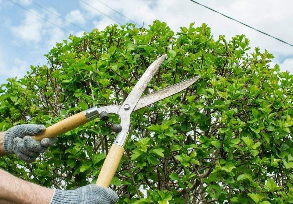 Plant trimming and pruning services