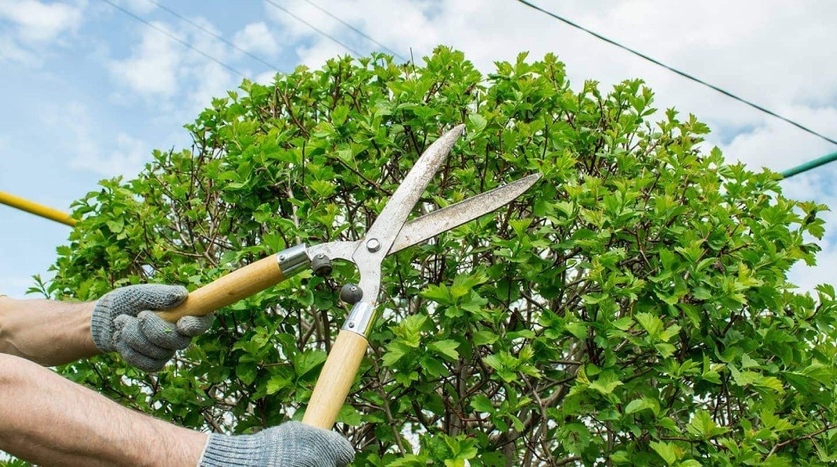 Plant trimming and pruning services