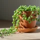 Caring for the String of Pearls Plant