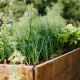 Small Garden Ideas