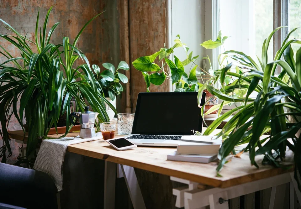 6 Low-Light Plants for Your Office Spaces