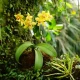 Epiphytic Plants