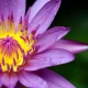 How to Grow Lotus at Home