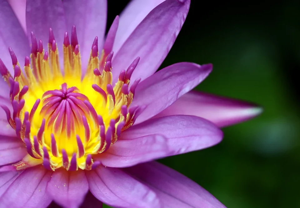 How to Grow Lotus at Home