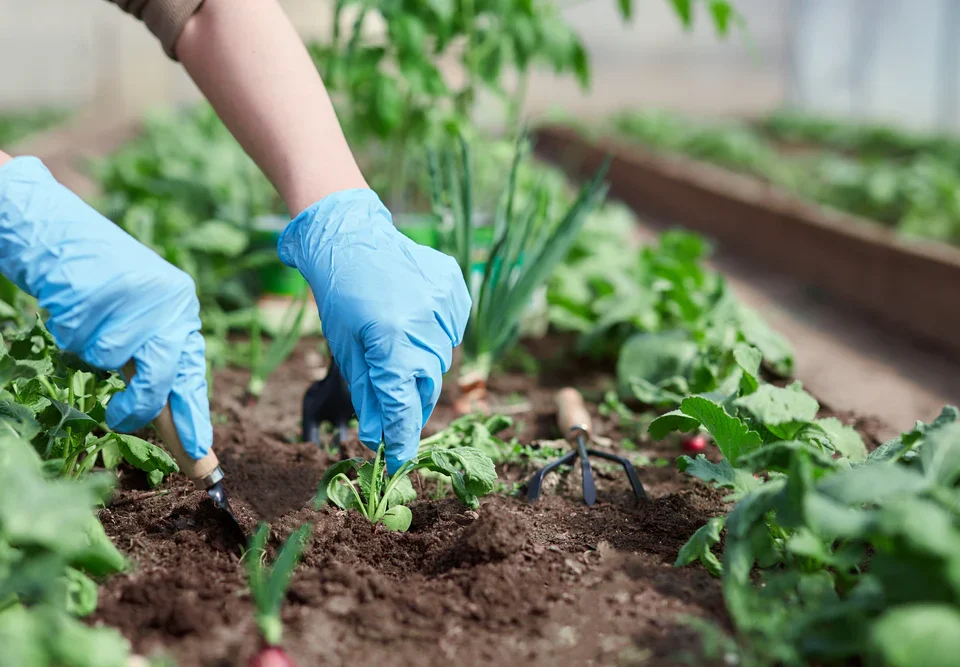 How Do Plants Feel and Perceive the World