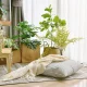 Indoor Spaces with these Natural Humidifier Plants