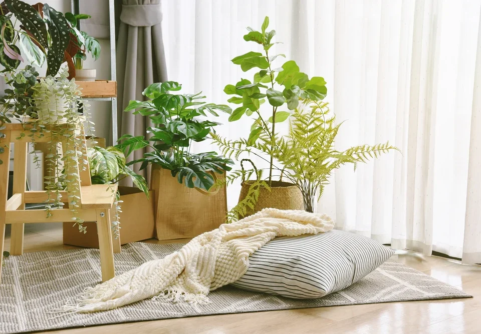 Indoor Spaces with these Natural Humidifier Plants