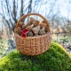 How to Grow Morel Mushrooms