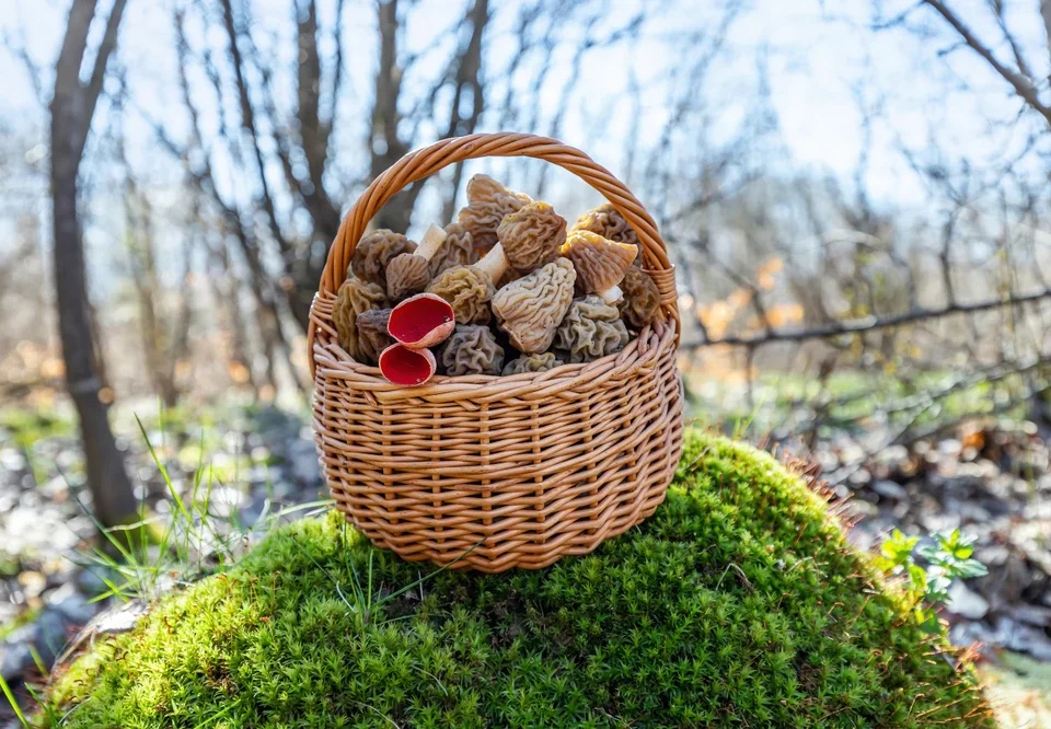 How to Grow Morel Mushrooms