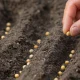 Seeds to be Planted in July and August