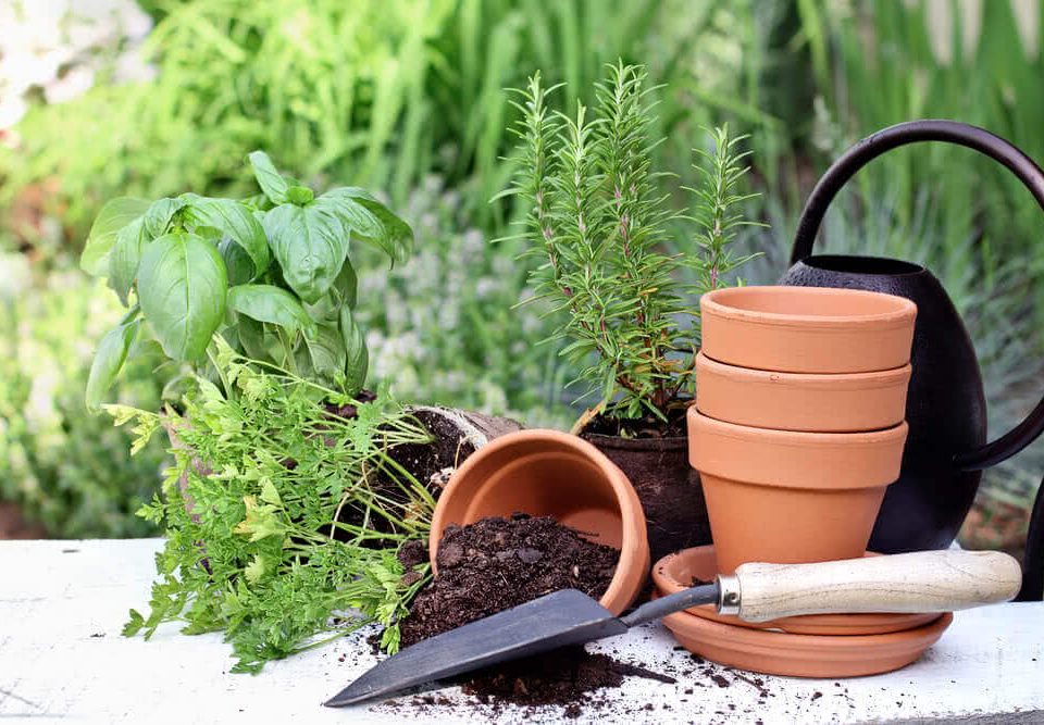 Developing a herb corner in your garden