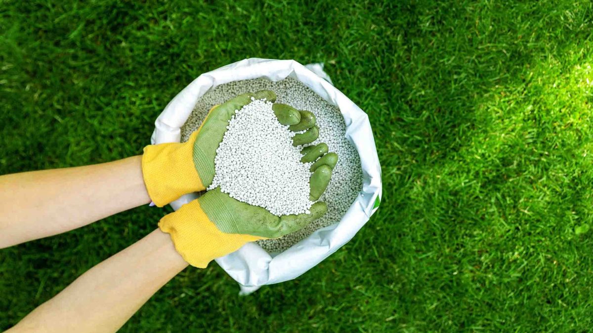 Lawn Care Services in jaipur